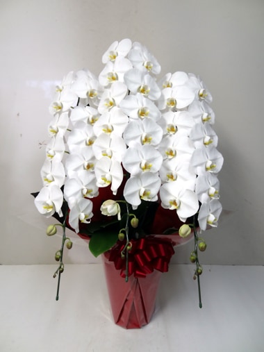 胡蝶蘭白3本立｜胡蝶蘭｜むつ美花店