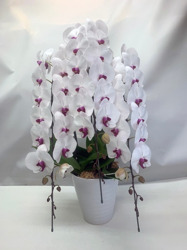 胡蝶蘭白赤3本立｜胡蝶蘭｜むつ美花店