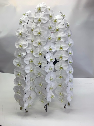 胡蝶蘭白3本立｜胡蝶蘭｜むつ美花店