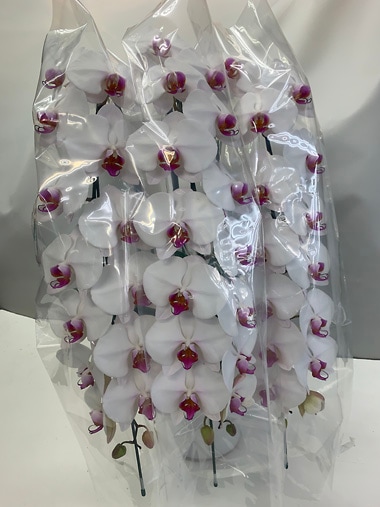 胡蝶蘭白赤3本立｜胡蝶蘭｜むつ美花店