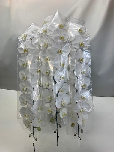 胡蝶蘭白3本立｜胡蝶蘭｜むつ美花店