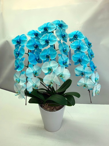 胡蝶蘭マリンブルー3本立｜胡蝶蘭｜むつ美花店