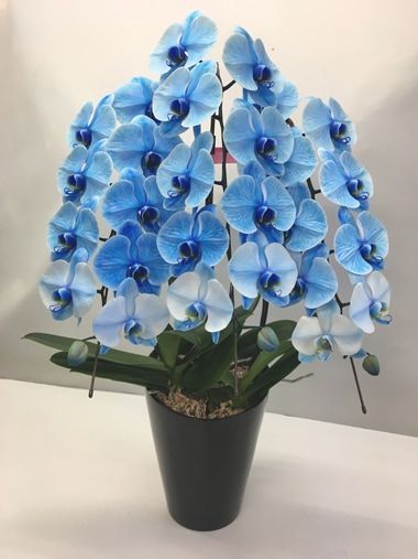 胡蝶蘭ブルー3本立｜胡蝶蘭｜むつ美花店