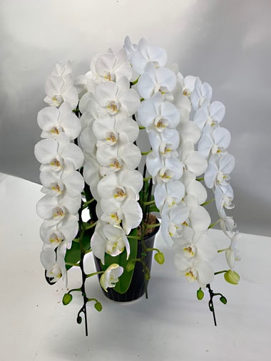 ミニ胡蝶蘭白3本立｜胡蝶蘭｜むつ美花店