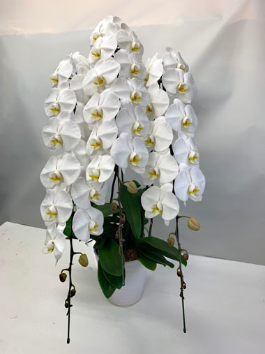 胡蝶蘭白3本立｜胡蝶蘭｜むつ美花店