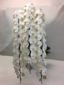 最高級胡蝶蘭白3本立