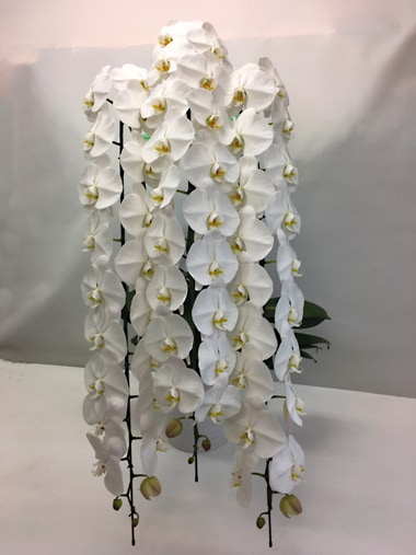 最高級胡蝶蘭白3本立｜胡蝶蘭｜むつ美花店