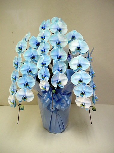 胡蝶蘭ブルー3本立｜胡蝶蘭｜むつ美花店