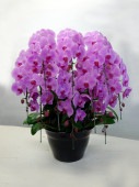 胡蝶蘭ピンク10本立