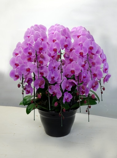 胡蝶蘭ピンク10本立｜すべての商品｜むつ美花店