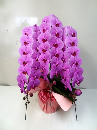 胡蝶蘭ピンク3本立｜胡蝶蘭｜むつ美花店