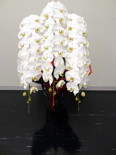最高級胡蝶蘭白3本立｜胡蝶蘭｜むつ美花店