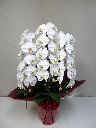 胡蝶蘭白3本立｜胡蝶蘭｜むつ美花店
