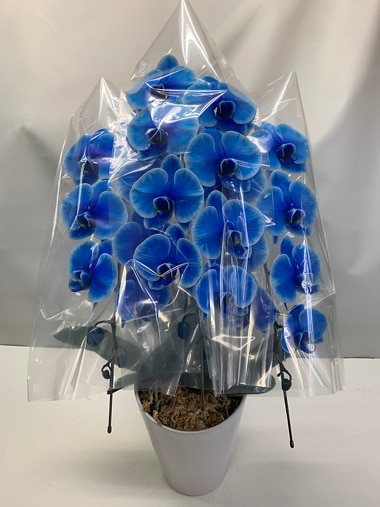 胡蝶蘭ブルー3本立｜新宿村LIVE｜むつ美花店