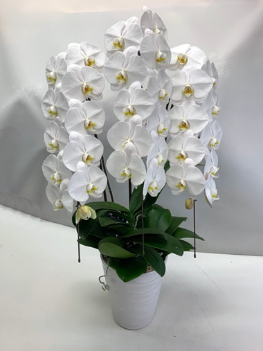 胡蝶蘭白3本立｜新宿村LIVE｜むつ美花店