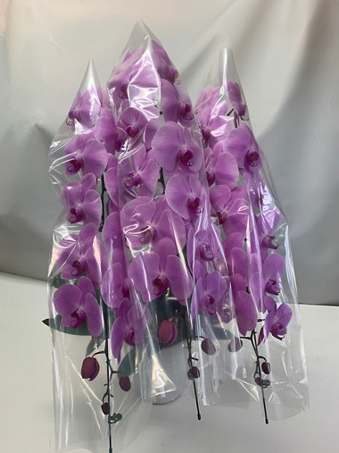 胡蝶蘭ピンク3本立｜すべての商品｜むつ美花店