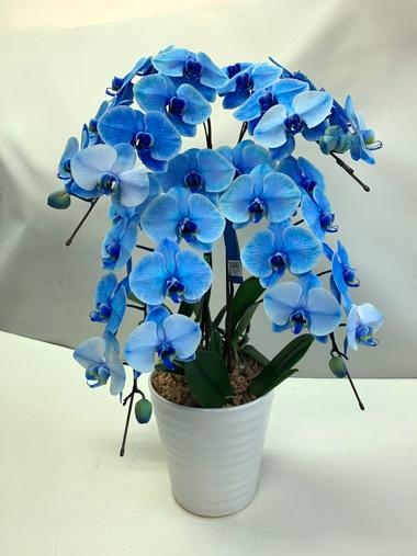 胡蝶蘭ブルー4本立｜新宿村LIVE｜むつ美花店