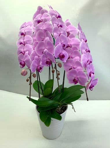 胡蝶蘭ピンク3本立｜すべての商品｜むつ美花店