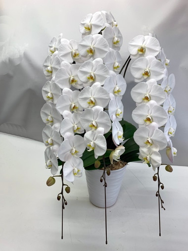 胡蝶蘭白3本立｜すべての商品｜むつ美花店