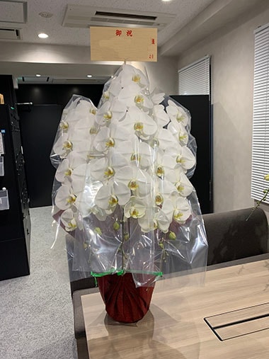 最高級胡蝶蘭白3本立｜お届け一覧｜むつ美花店