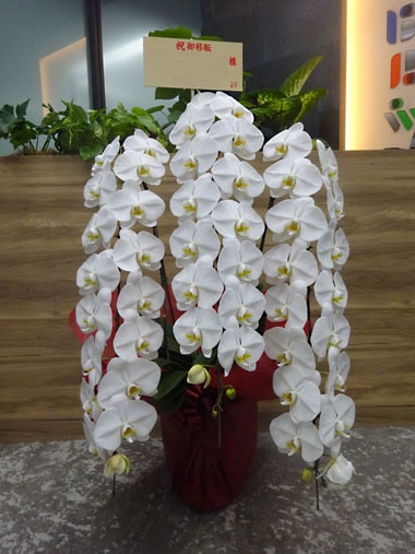 最高級胡蝶蘭白3本立｜お届け一覧｜むつ美花店