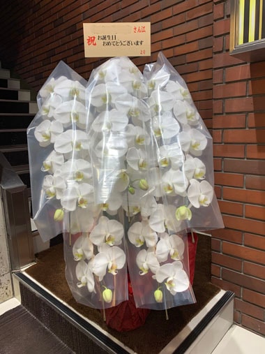 胡蝶蘭白5本立｜お届け一覧｜むつ美花店