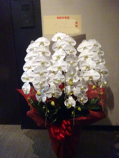 胡蝶蘭白5本立｜お届け一覧｜むつ美花店