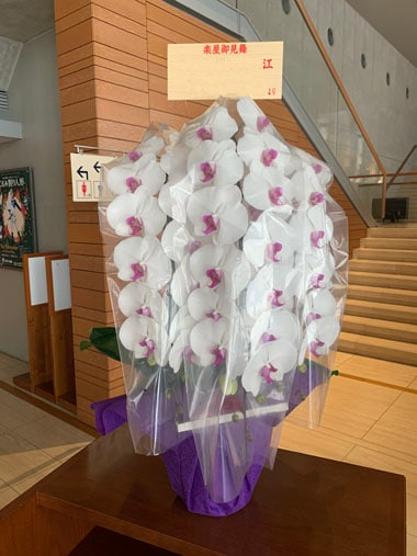 胡蝶蘭赤白3本立｜お届け一覧｜むつ美花店