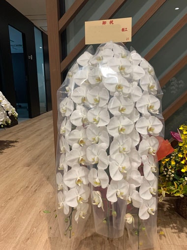 胡蝶蘭白3本立｜お届け一覧｜むつ美花店