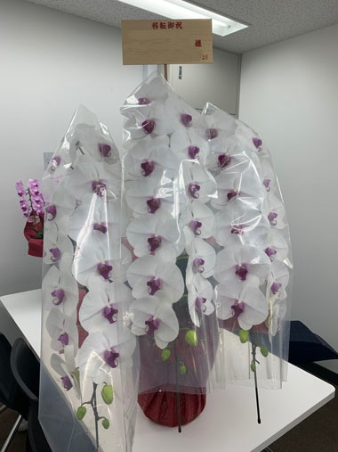 胡蝶蘭赤白3本立｜お届け一覧｜むつ美花店