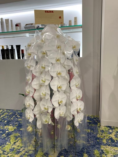 胡蝶蘭白3本立｜お届け一覧｜むつ美花店