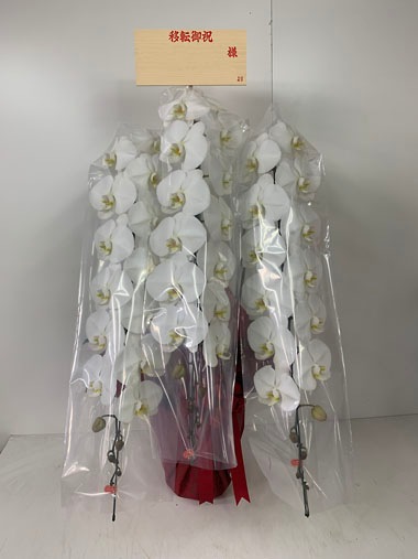 胡蝶蘭白3本立｜お届け一覧｜むつ美花店