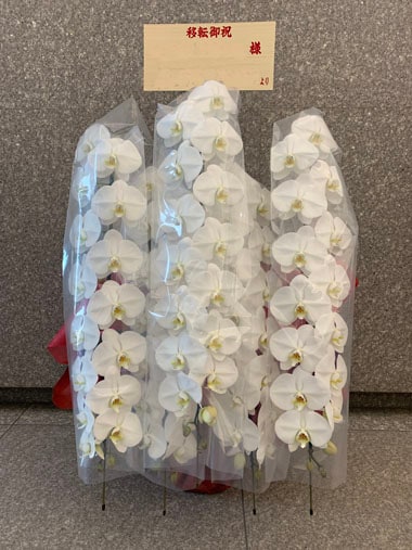 胡蝶蘭白5本立｜お届け一覧｜むつ美花店