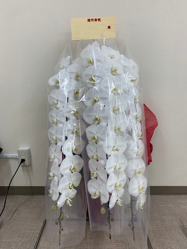 胡蝶蘭白3本立｜お届け一覧｜むつ美花店