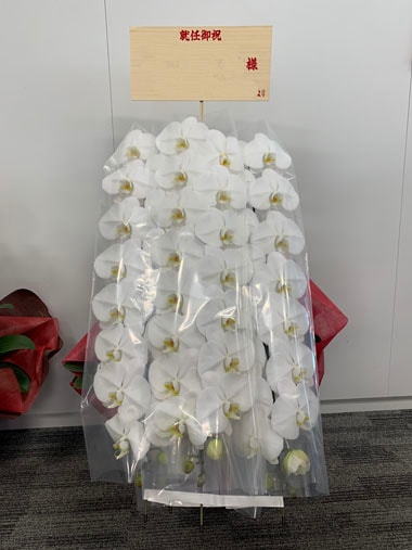 胡蝶蘭白5本立｜お届け一覧｜むつ美花店