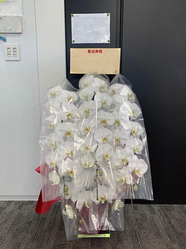 胡蝶蘭白5本立｜お届け一覧｜むつ美花店