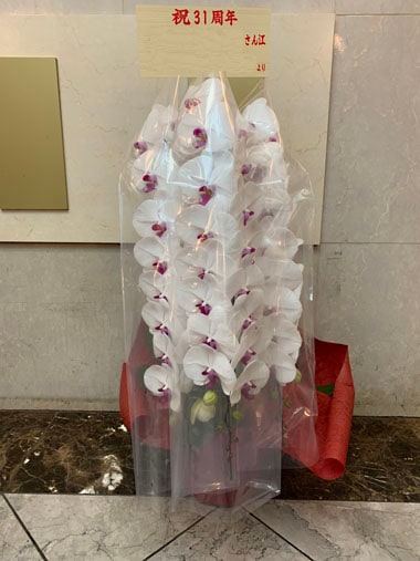 胡蝶蘭赤白3本立｜お届け一覧｜むつ美花店