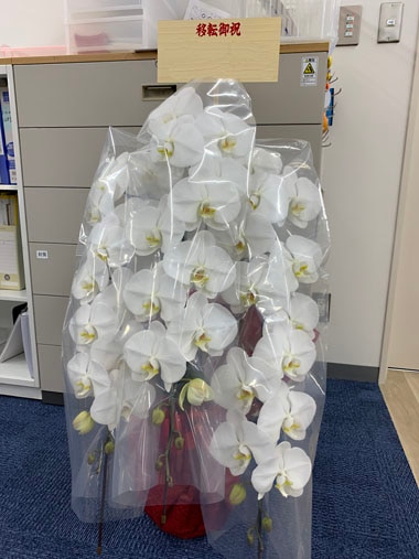 胡蝶蘭白3本立｜お届け一覧｜むつ美花店