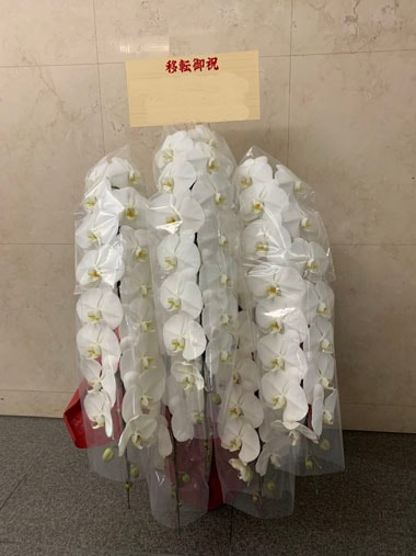 胡蝶蘭白5本立｜お届け一覧｜むつ美花店