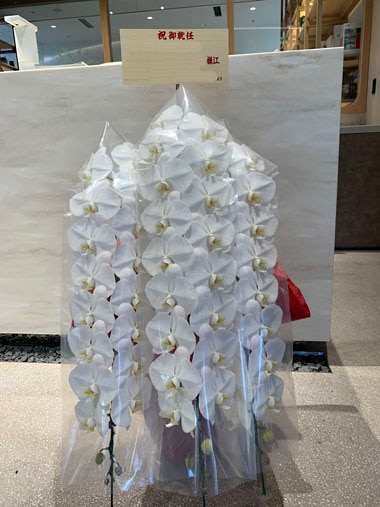 胡蝶蘭白3本立｜お届け一覧｜むつ美花店