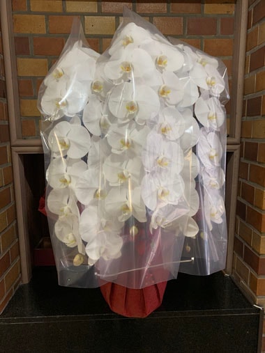 胡蝶蘭白3本立｜お届け一覧｜むつ美花店