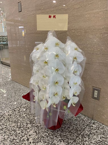 胡蝶蘭白3本立｜お届け一覧｜むつ美花店