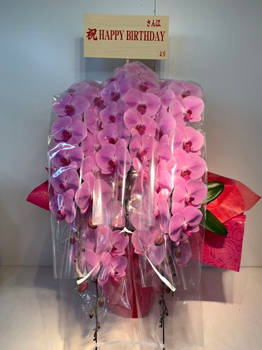 胡蝶蘭ピンク5本立｜お届け一覧｜むつ美花店