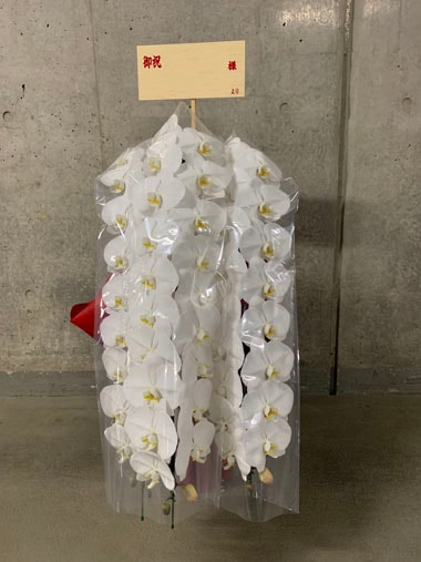 胡蝶蘭白3本立｜お届け一覧｜むつ美花店