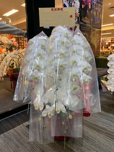 胡蝶蘭白5本立｜お届け一覧｜むつ美花店