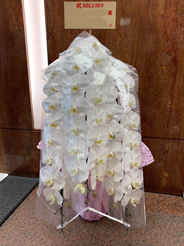 胡蝶蘭白3本立｜お届け一覧｜むつ美花店