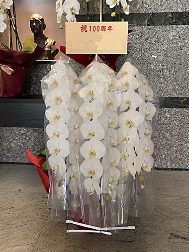 胡蝶蘭白5本立｜お届け一覧｜むつ美花店
