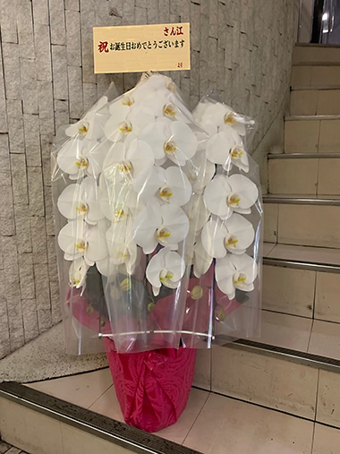 胡蝶蘭白3本立｜お届け一覧｜むつ美花店