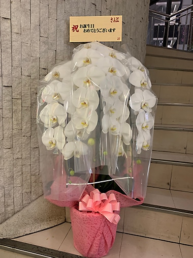 胡蝶蘭白3本立｜お届け一覧｜むつ美花店