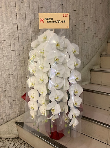 胡蝶蘭白3本立｜お届け一覧｜むつ美花店